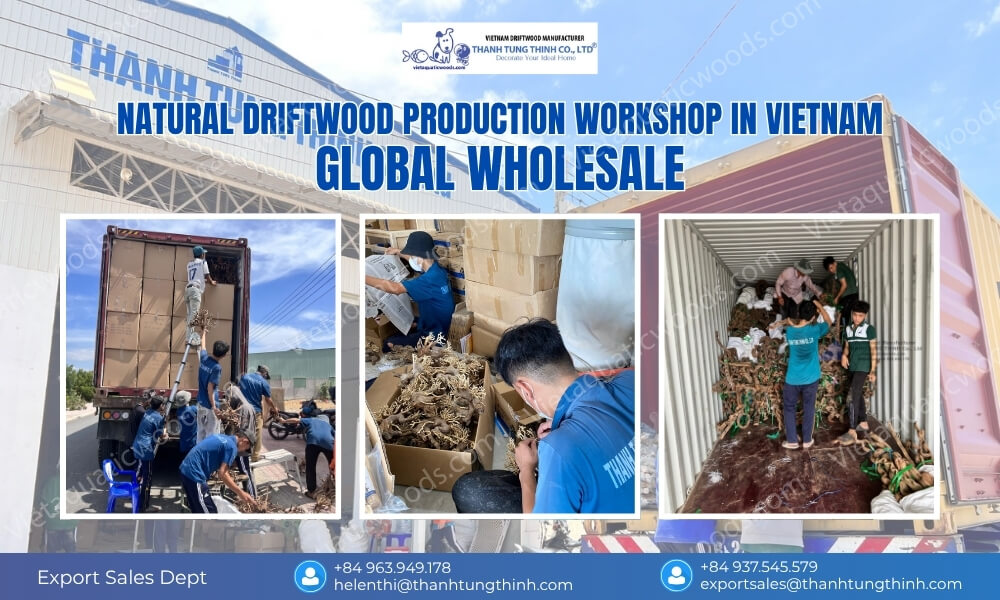 Thanh Tung Thinh wholesale driftwood