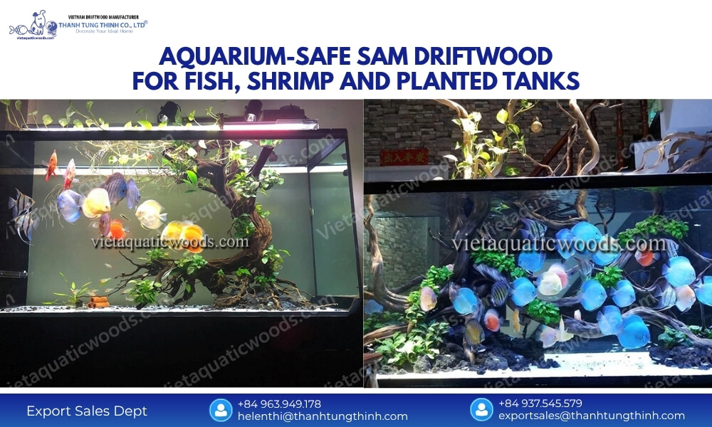 Aquarium safe Sam driftwood for fish shrimp and planted tanks natural aquascaping wood