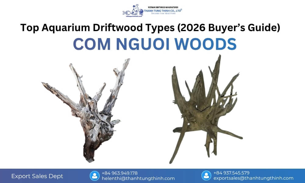 Com Nguoi Woods root-like driftwood in a shrimp aquarium, with intricate branches that support biofilm and natural hiding spaces