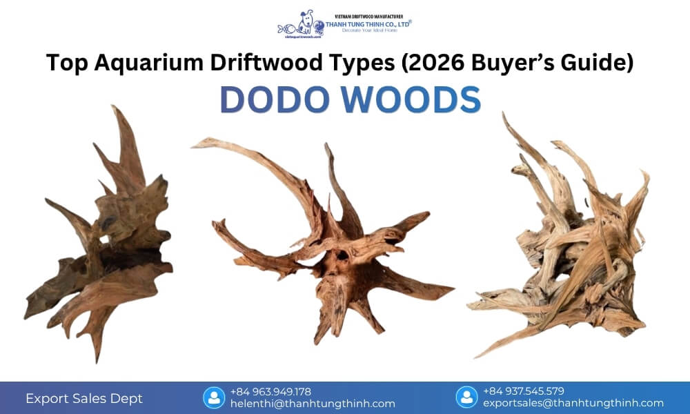Dodo Woods driftwood in a small beginner aquarium, lightweight, easy to position, and suitable for simple layouts