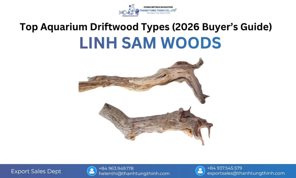 Linh Sam Woods driftwood in a nature-style aquarium, featuring naturally twisted branches, strong durability, and flexible placement