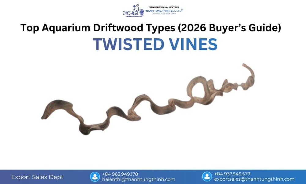Twisted Vines driftwood in a display aquarium, featuring intertwined shapes that create a strong centerpiece and visual depth