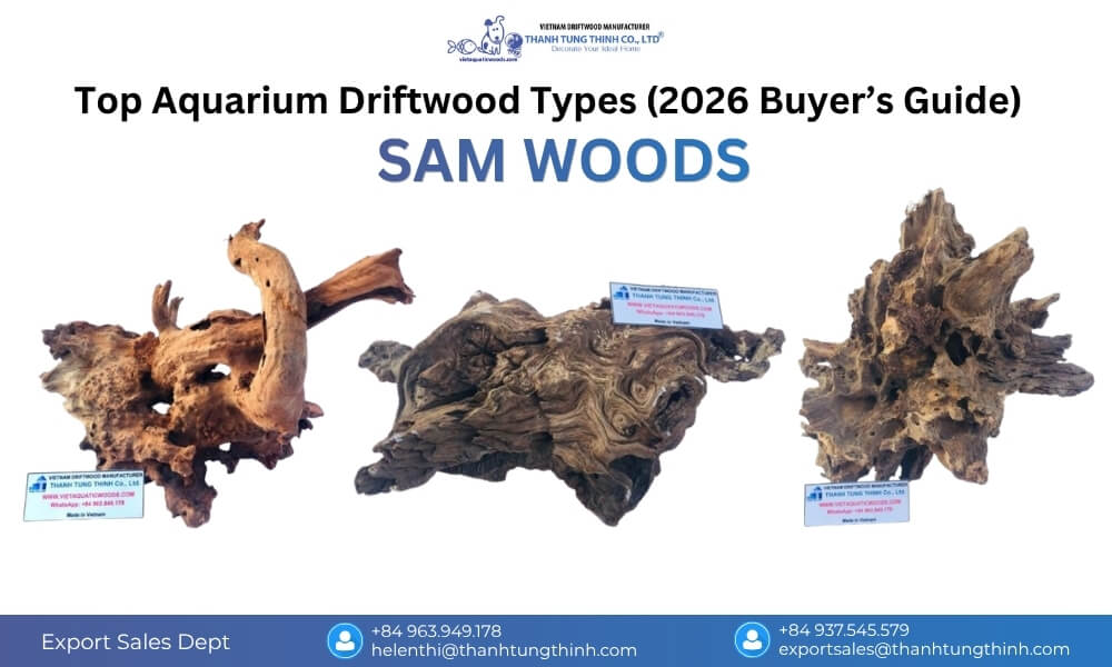 Sam Woods driftwood in a beginner aquarium, easy to arrange, quick to sink, and suitable for basic aquascaping layouts