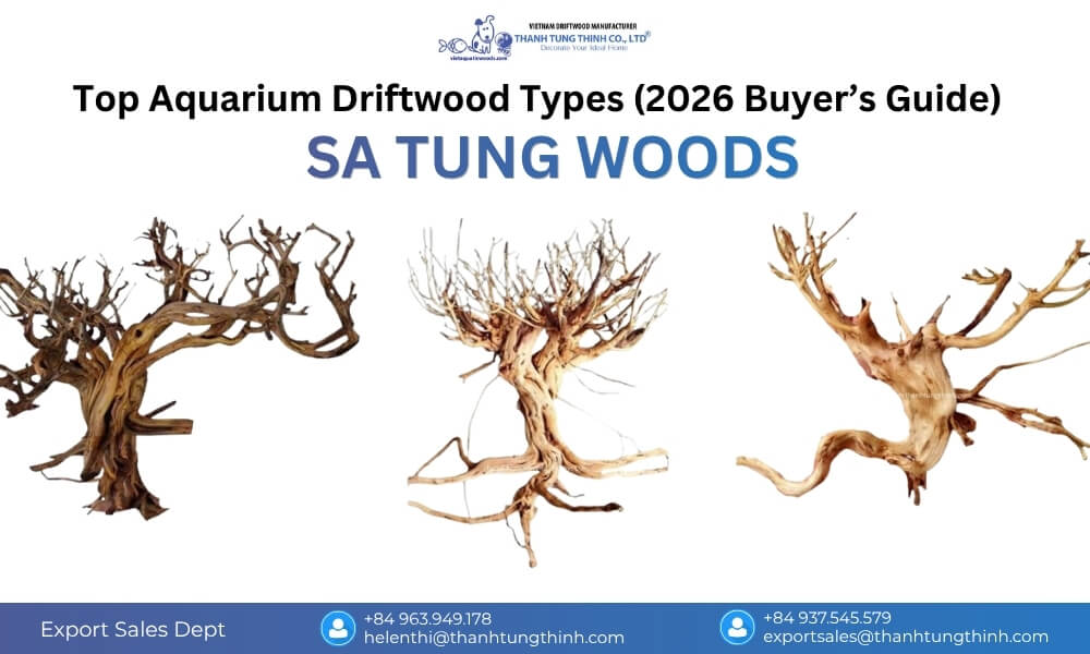 Sa Tung Woods driftwood in a long-term aquarium, featuring a dense structure, strong stability, and suitability for high-flow environments