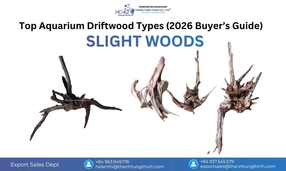 Slight Woods driftwood in a small aquarium, lightweight, easy to move, and suitable for simple experimental layouts