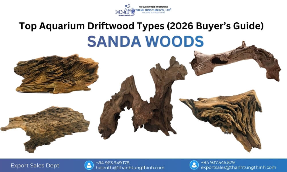 Sanda Woods driftwood in a large aquarium, featuring a thick structure, strong stability, and suitability for active fish environments