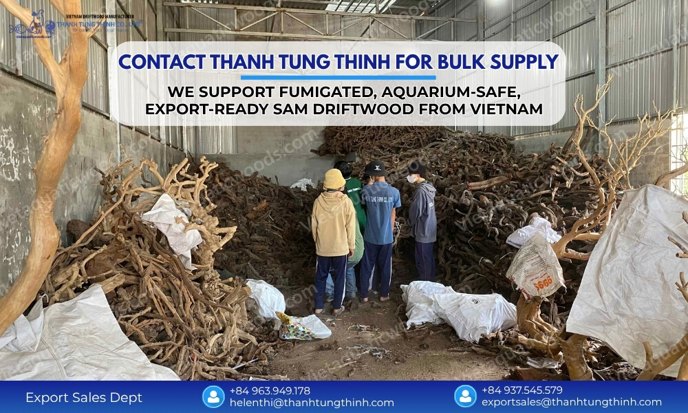 Contact Thanh Tung Thinh Sam driftwood manufacturer Vietnam for bulk wholesale and export supply