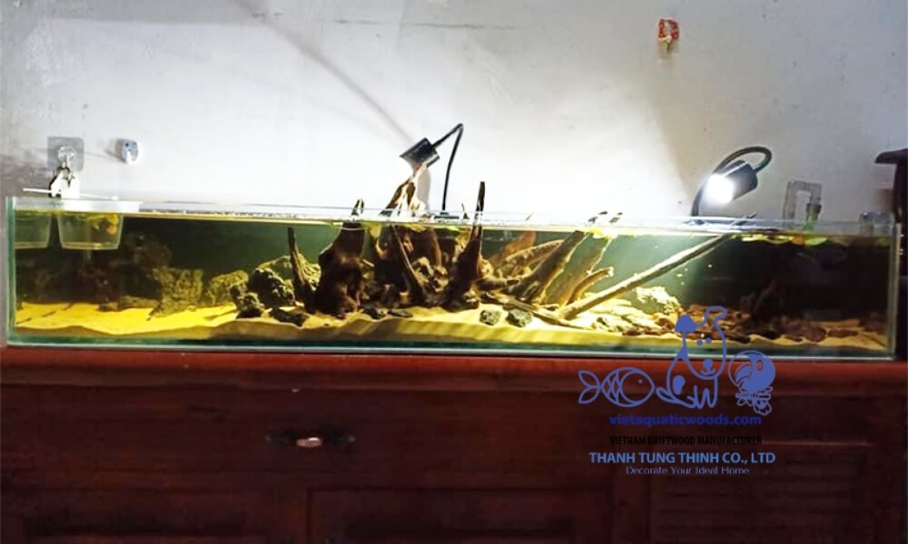 driftwood positioned as focal point in aquascape influencing water flow and fish movement