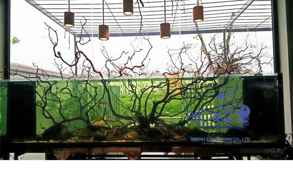 aquarium layout with bonsai driftwood in large tank and minimal driftwood in small tank for proper balance