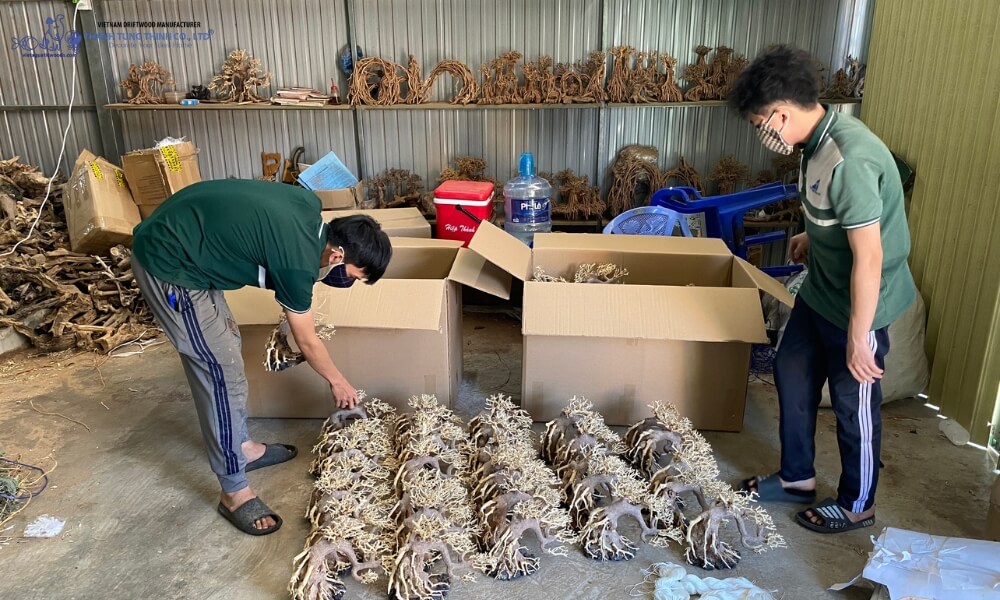bulk driftwood from vietnam manufacturer ready for aquarium use with consistent quality and shapes