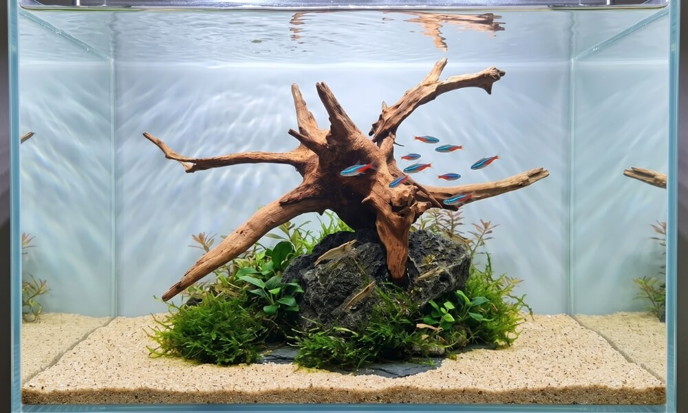 Driftwood attached to a rock or slate base in an aquarium to provide immediate stability and prevent floating.