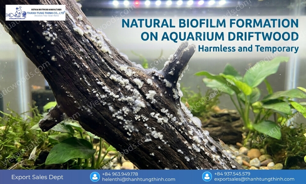 White fungus or biofilm forming on driftwood underwater