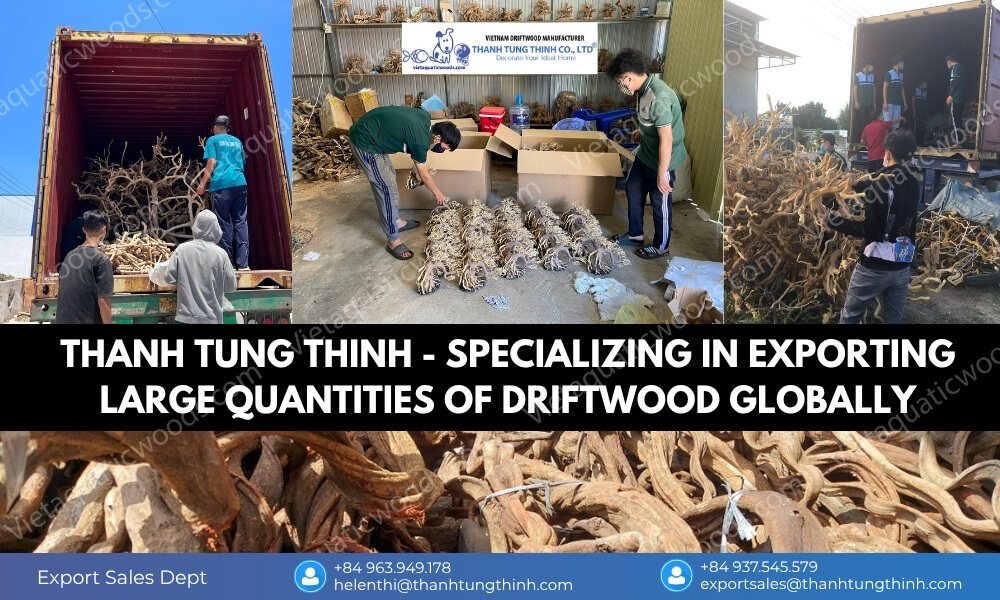 Workers handling large driftwood shipments for export