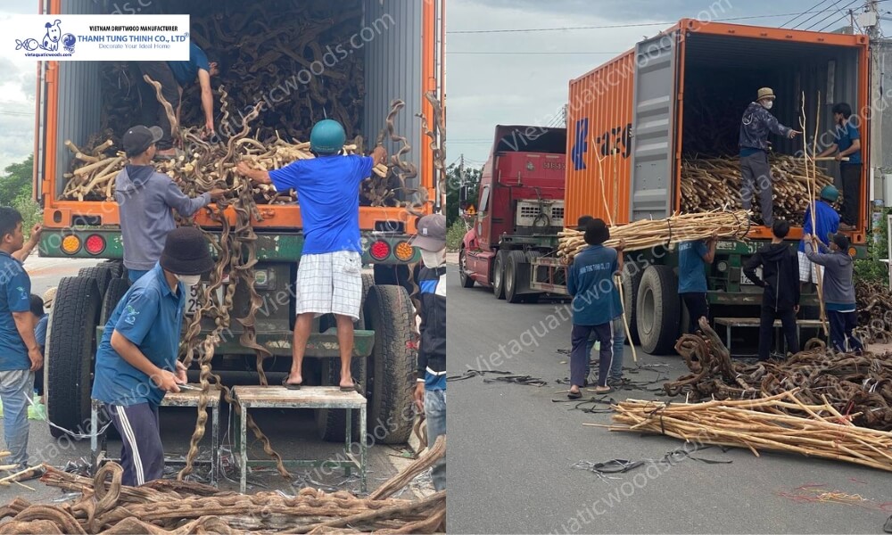 bulk driftwood supply from vietnam manufacturer prepared for export and international distribution