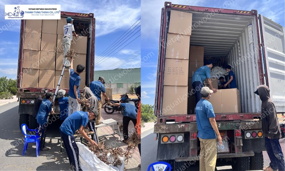 wholesale driftwood from Thanh Tung Thinh manufacturer prepared for export with consistent quality and sizing