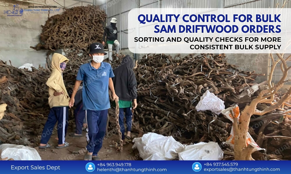 Quality control for bulk Sam driftwood sorting by size shape cleanliness and dryness for wholesale supply
