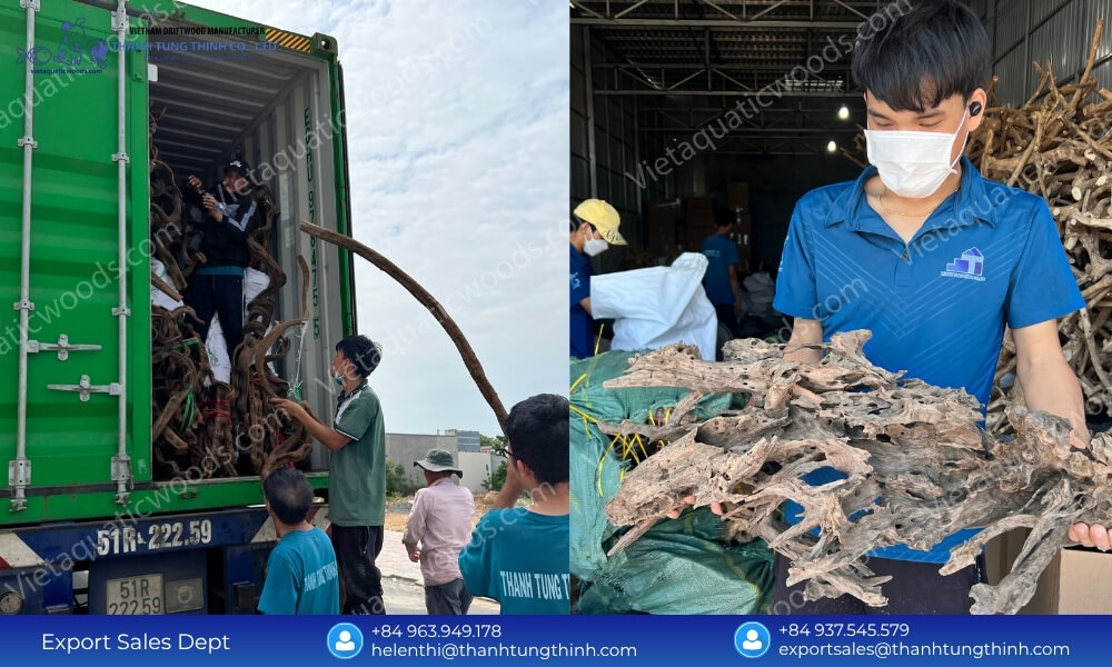 100% Natural Sam Driftwood Wholesale Supplier for Pet and Aquarium Industry