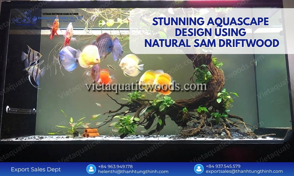 Stunning aquascape design using natural Sam driftwood