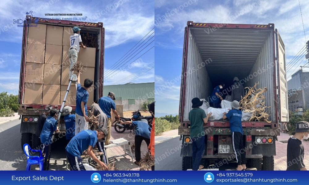 Buy Direct: Sam Driftwood Supplier in Vietnam Global Shipping