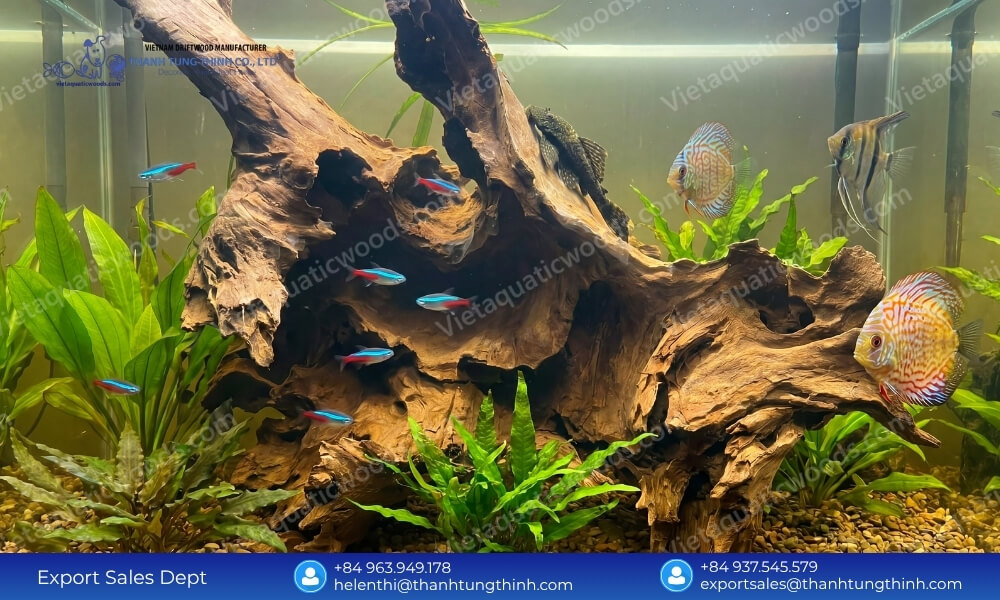 Buy Direct: Sam Driftwood Supplier in Vietnam Global Shipping