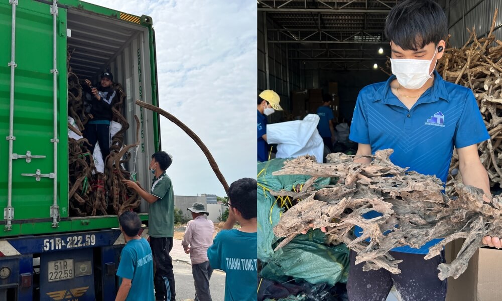 Eliminating Defect Risks via a Certified Kimchi Driftwood Wholesale Supplier