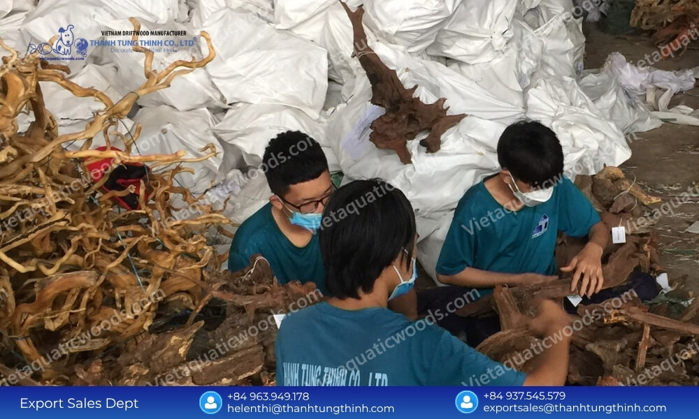 Premium Kimchi Driftwood Wholesale Supplier for Pet and Aquarium Industry