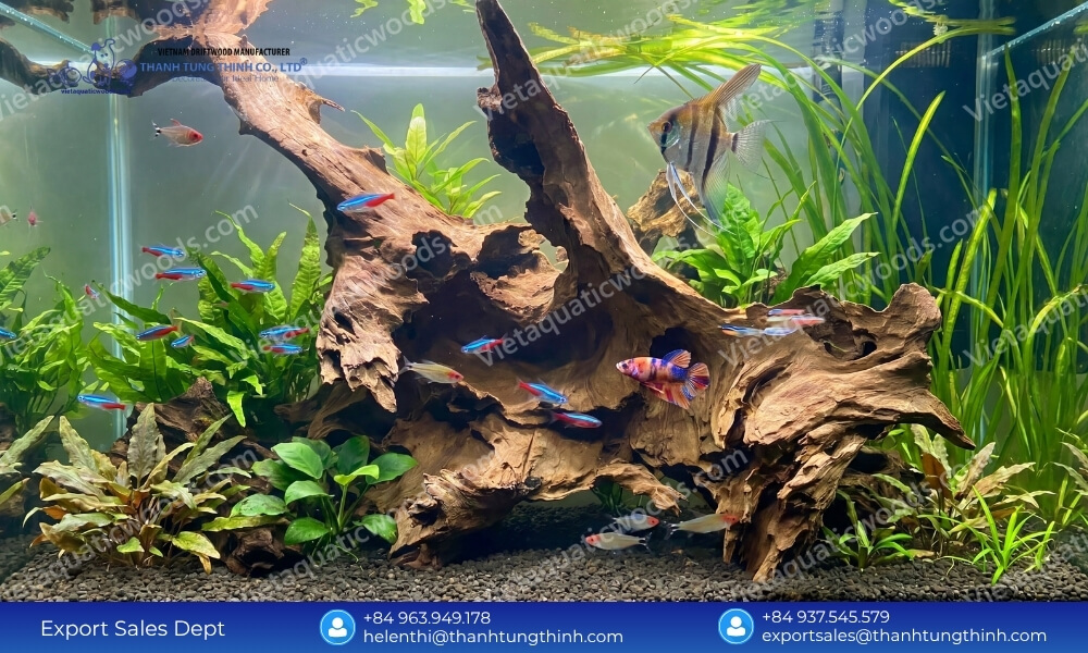 Top Reliable Sam Driftwood Supplier for International Distributors