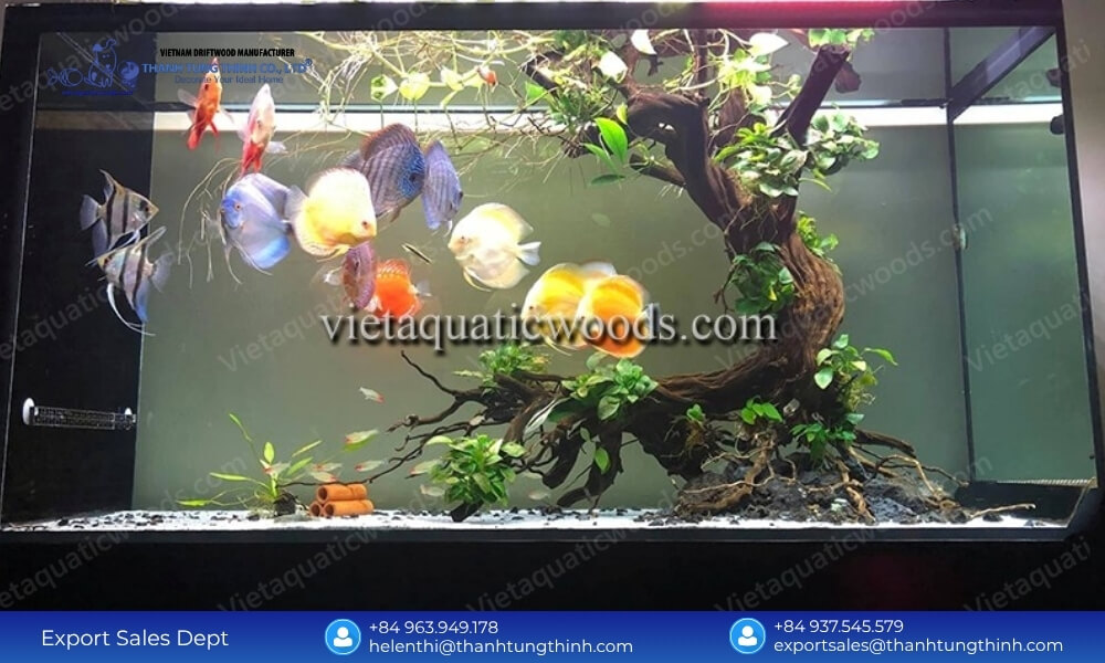 Bulk Buy Sam Driftwood – Sustainable Wholesale Supply