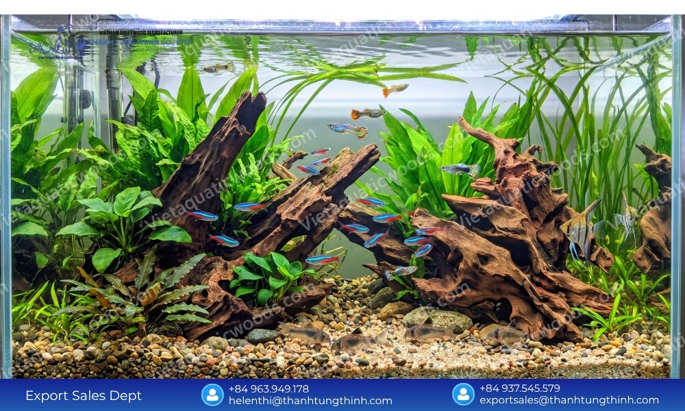chemical free sam driftwood Supplier for aquascaping crafted by nature chosen with care
