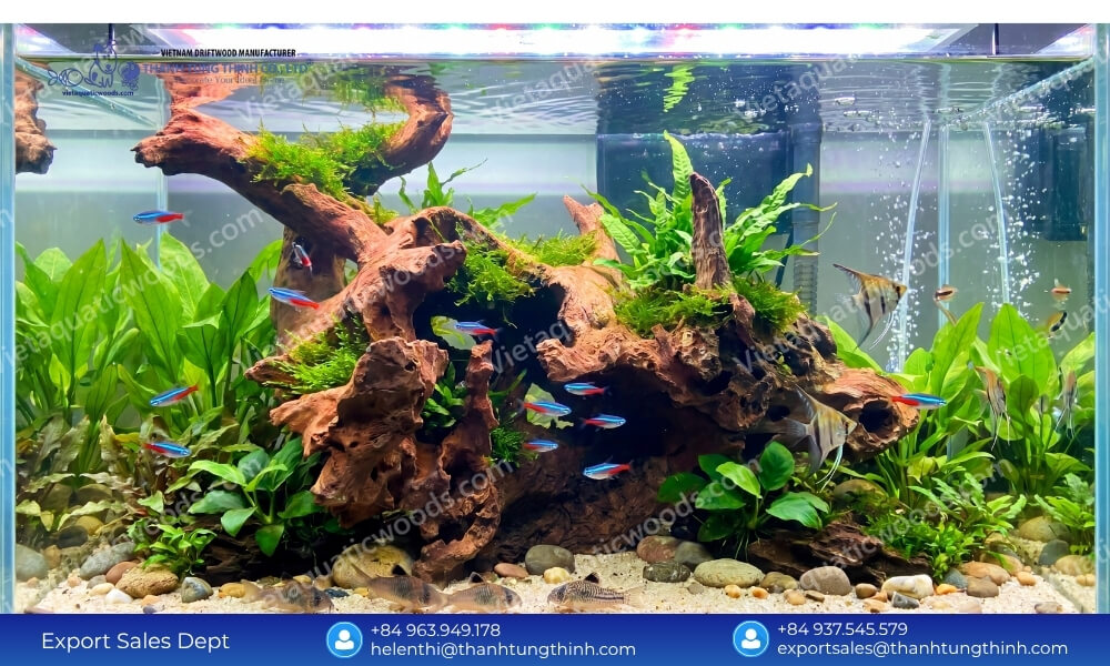 chemical free sam driftwood Supplier for aquascaping crafted by nature chosen with care