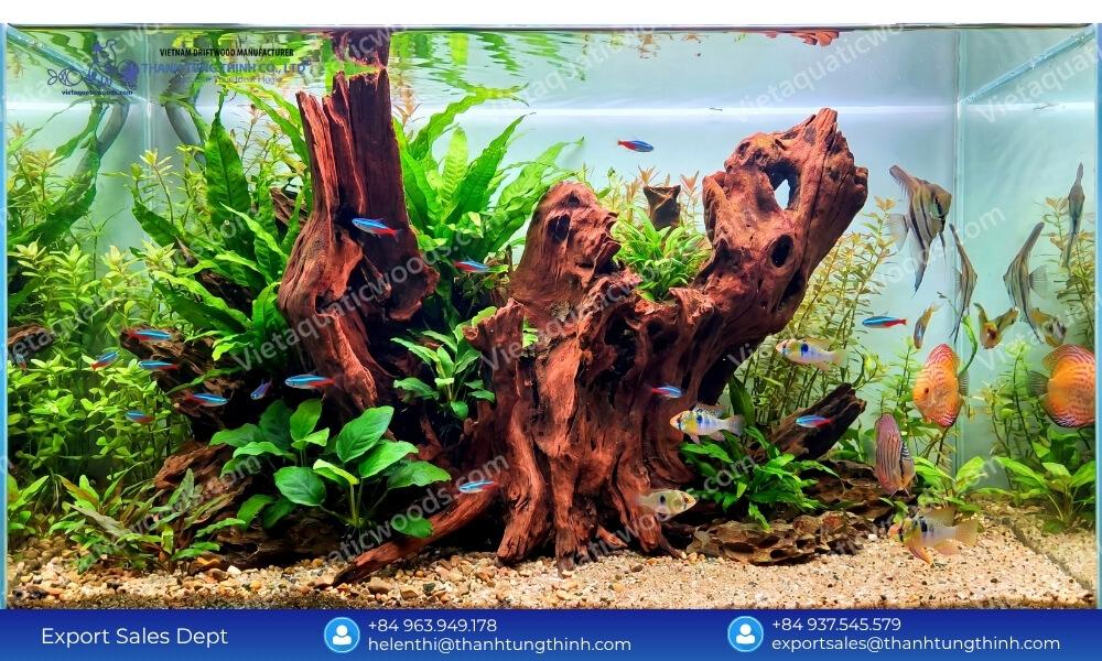 chemical free sam driftwood Supplier for aquascaping crafted by nature chosen with care