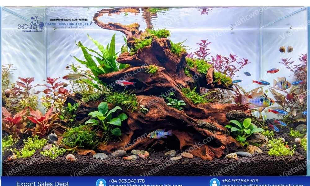 chemical free sam driftwood Supplier for aquascaping crafted by nature chosen with care