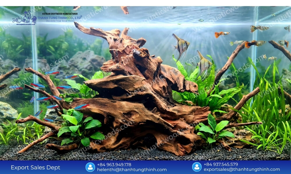 chemical free sam driftwood Supplier for aquascaping crafted by nature chosen with care