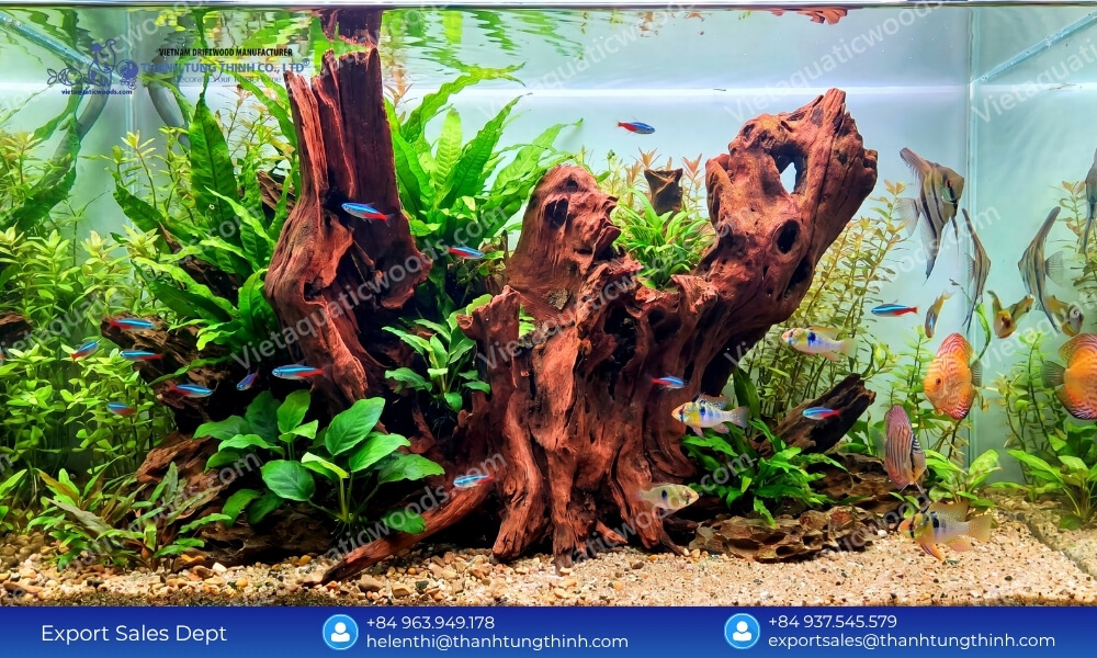curated masterpieces the ultimate sam driftwood for Aquascaping wholesale selection