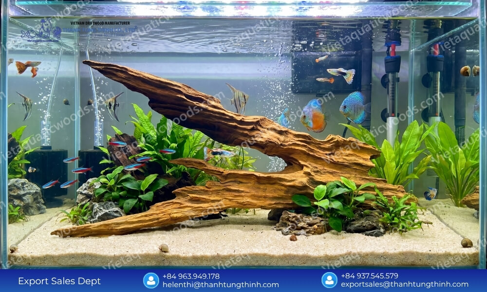 curated masterpieces the ultimate sam driftwood for Aquascaping wholesale selection