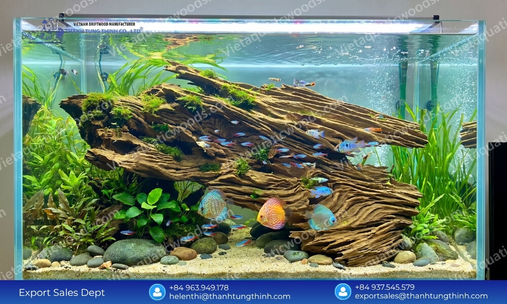 curated masterpieces the ultimate sam driftwood for Aquascaping wholesale selection