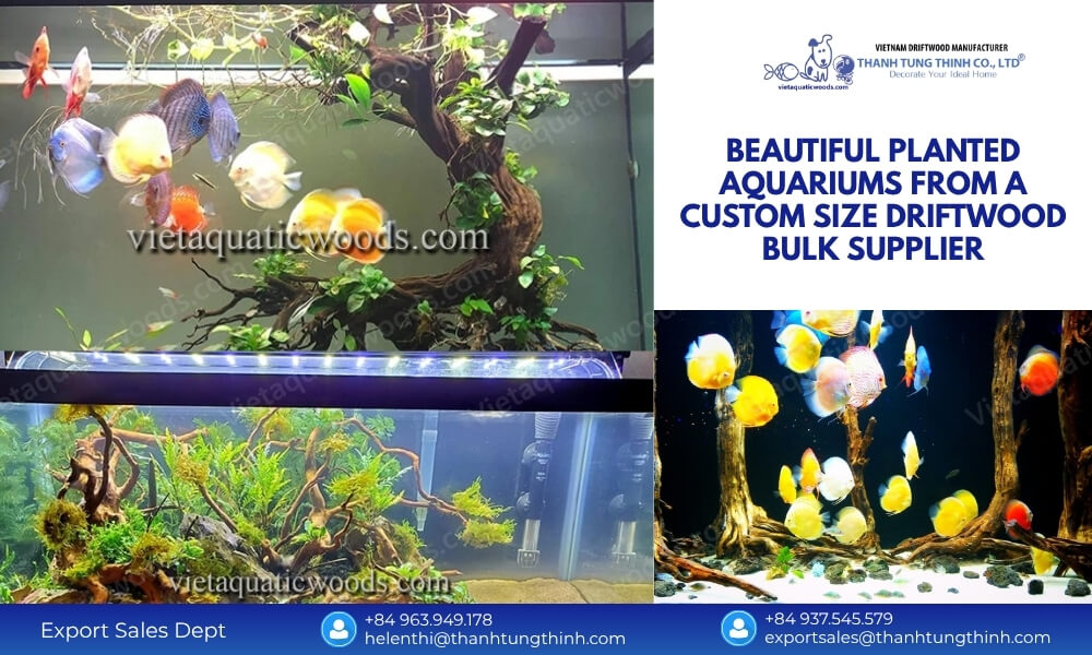 Custom Size Sam Driftwood Bulk Supplier: Vietnam Factory Export Quality