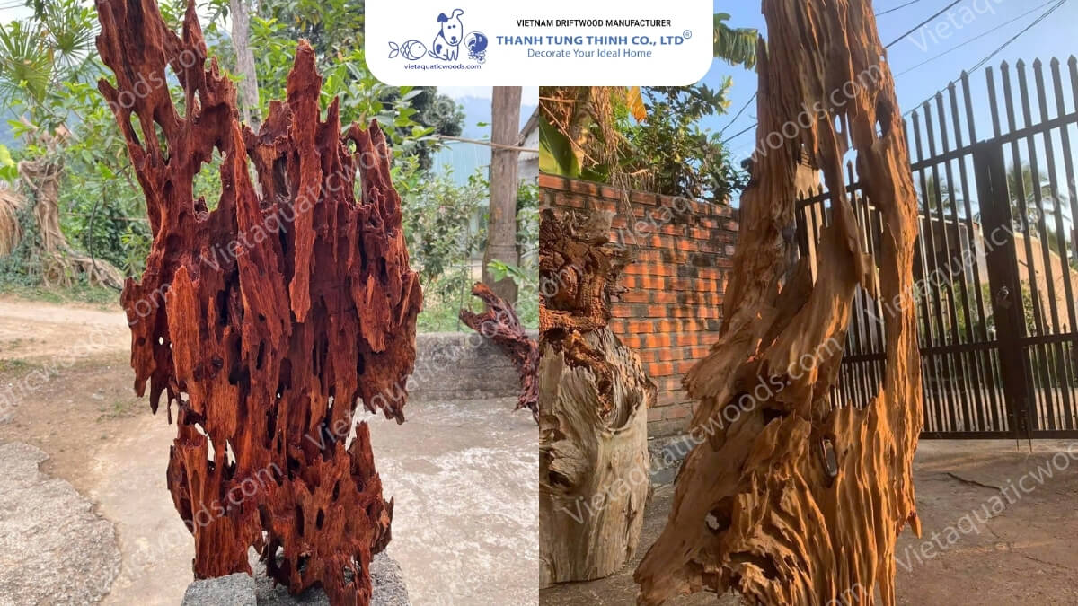 Huge Red Driftwood | 06