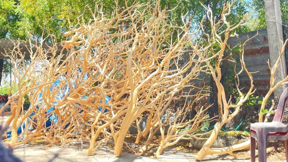 Premium Manzanita Woods for Aquascape - Multiple Sizes - Factory Direct