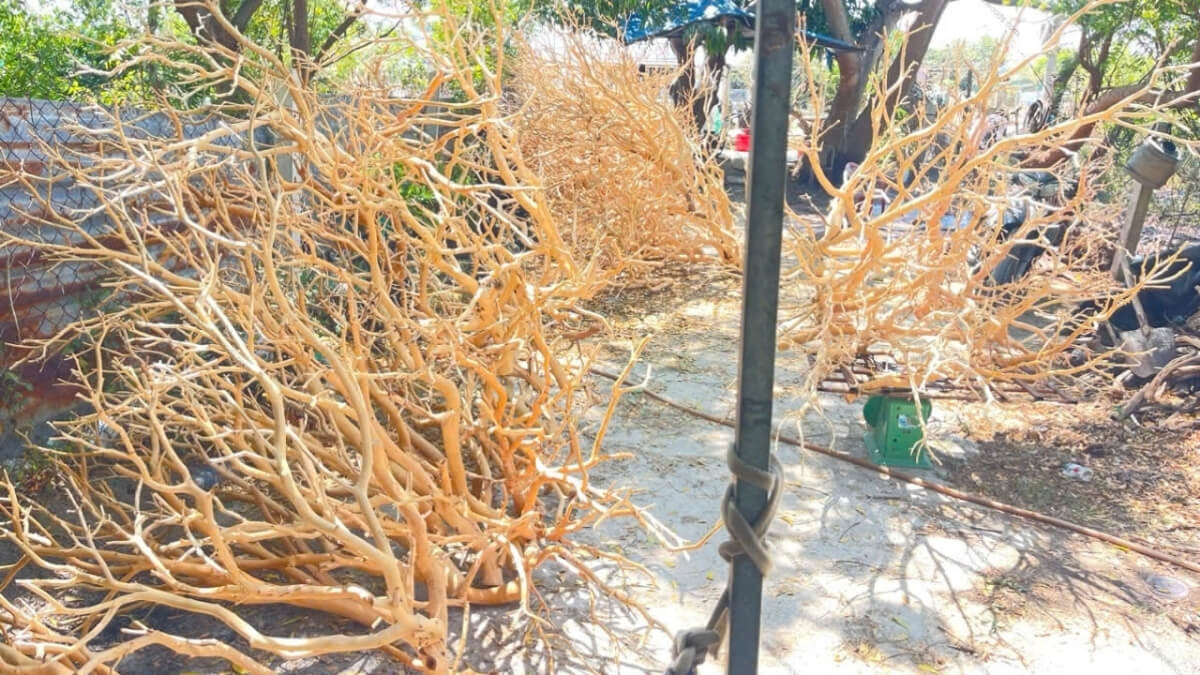 Premium Manzanita Woods for Aquascape - Multiple Sizes - Factory Direct