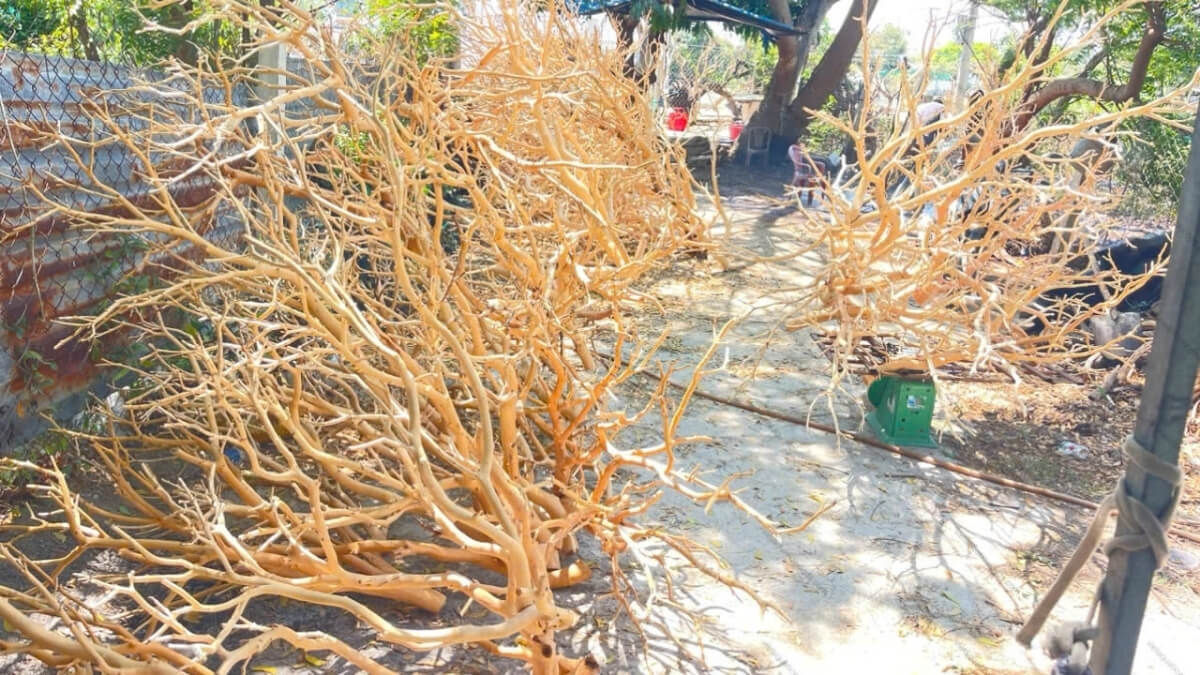 Premium Manzanita Woods for Aquascape - Multiple Sizes - Factory Direct