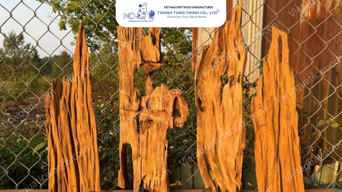 Red Mangrove Driftwood | 12