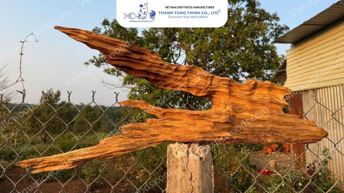 Red Mangrove Driftwood | 13