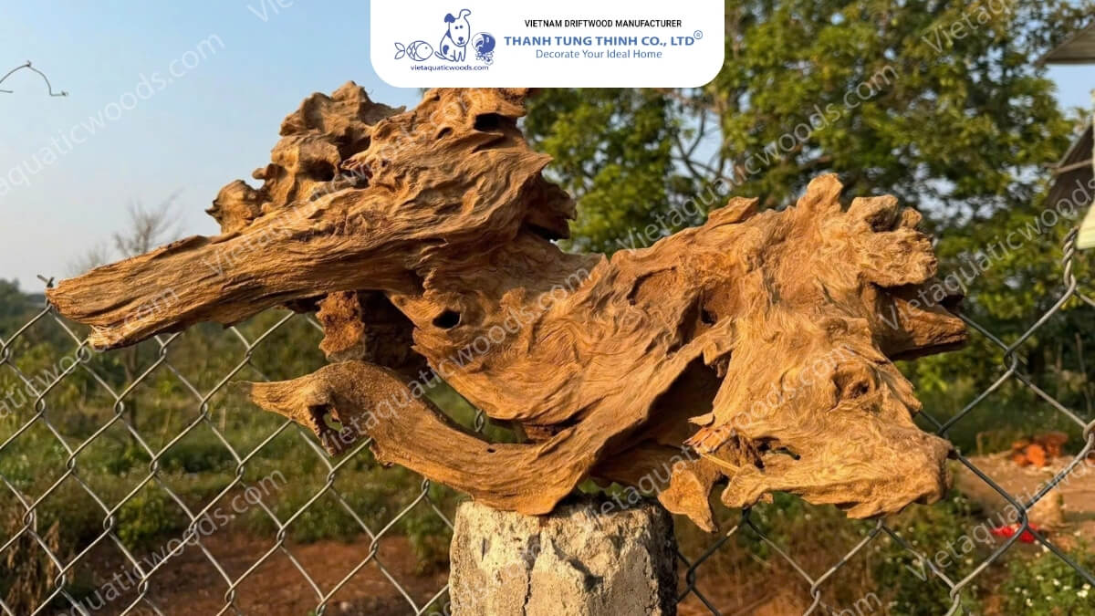 Red Mangrove Driftwood | 14