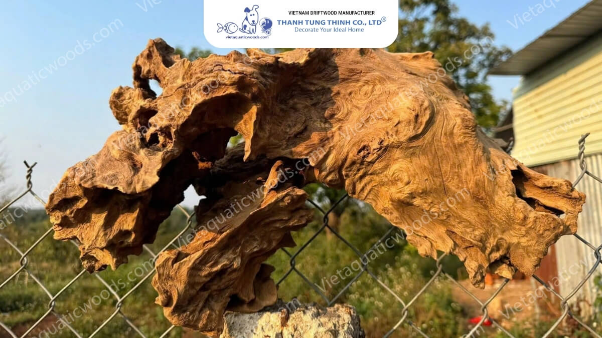 Red Mangrove Driftwood | 15