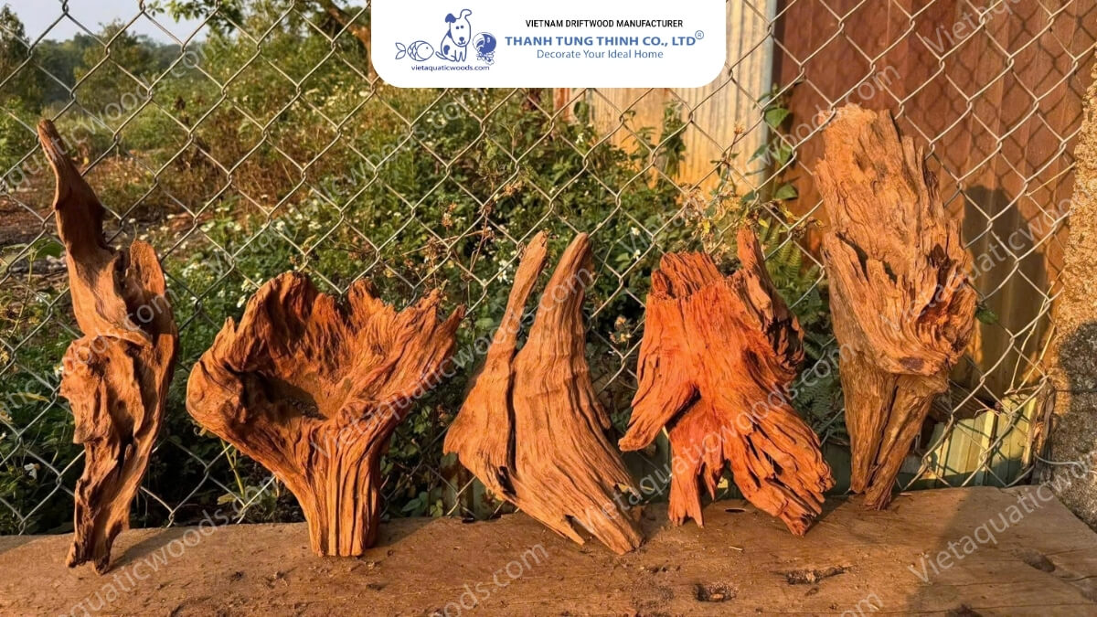 Red Mangrove Driftwood | 16