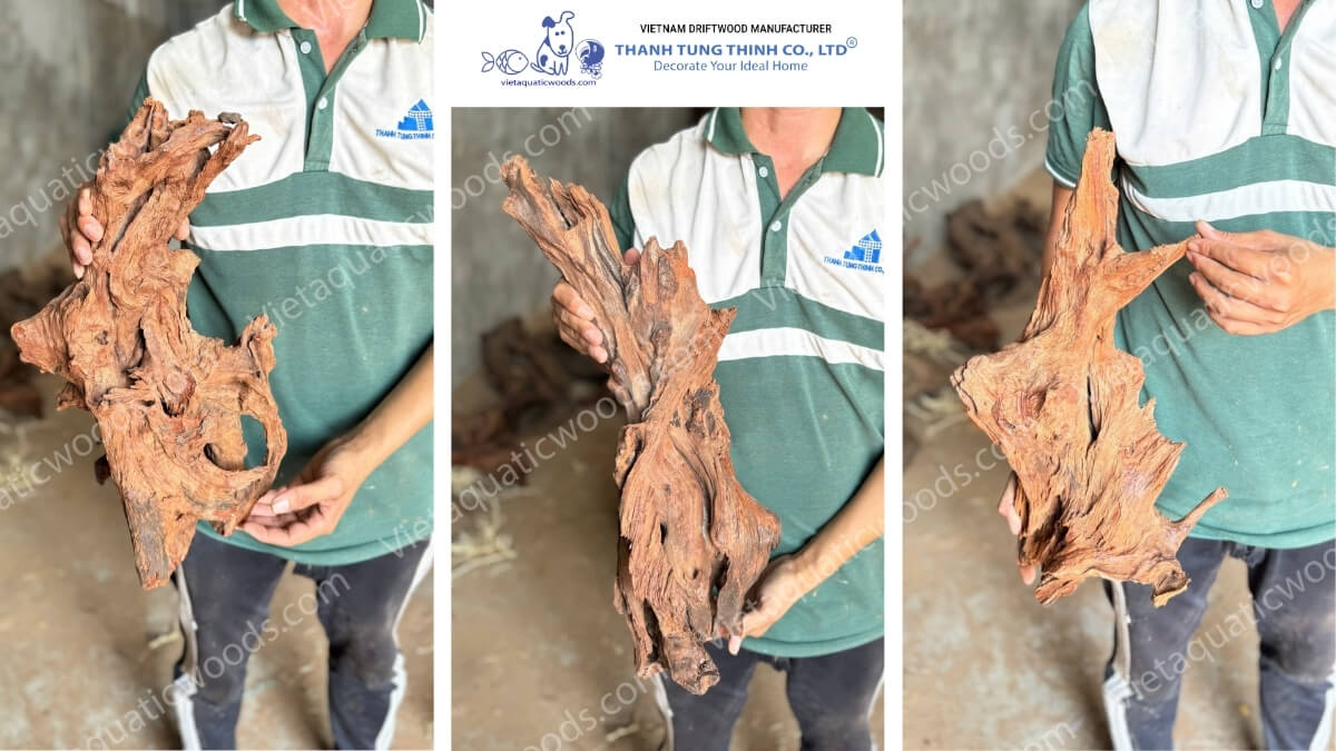 Red Mangrove Driftwood | 17