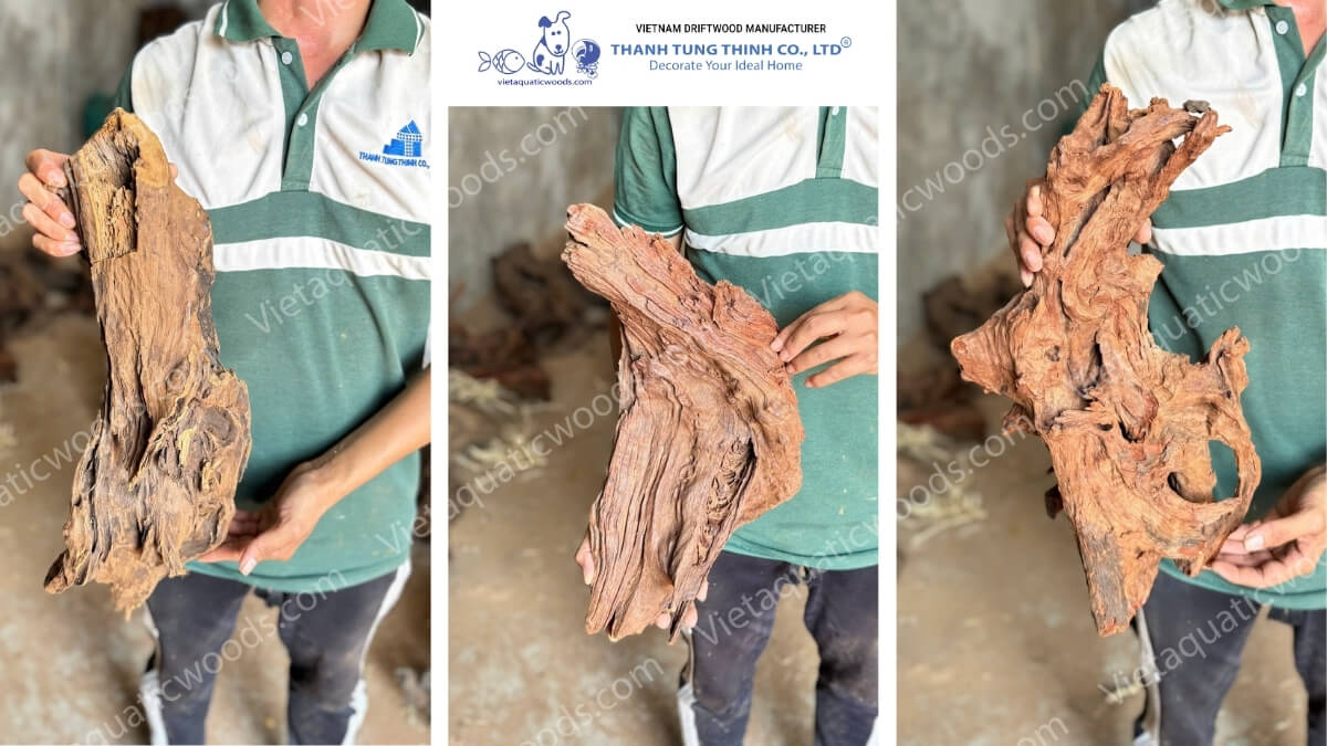 Red Mangrove Driftwood | 18