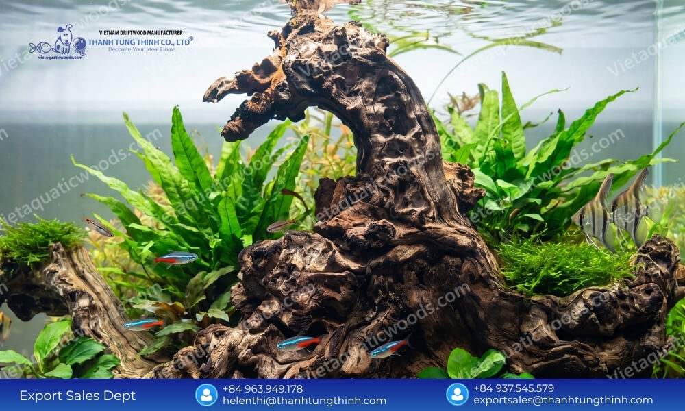 Non-Toxic Chemical Free Kimchi Driftwood Supplier for Aquascaping