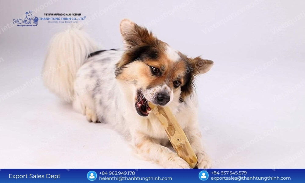 A happy dog safely chewing on a non-splintering organic coffee wood chews wholesale stick on a white background